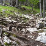Einfahrt in die Wurzelpassage