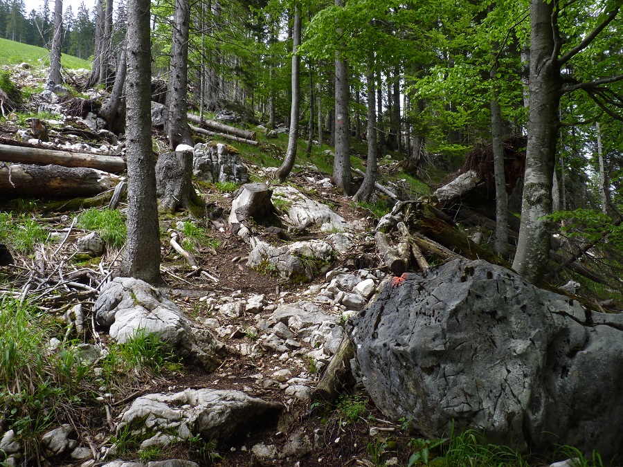 Steiniger Trail am Waldrand