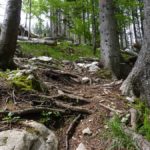 Wurzeln