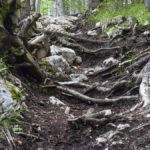 Wurzel- und Steinstufen