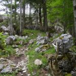 Steiniges Gelände im Wald