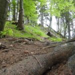 Leichter Streckenabschnitt nach dem Aussichtspunkt