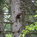 Eichhörnchen