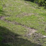 Unterer Abschnitt des Lawinenhangs