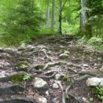 Wurzelpassage im Wald