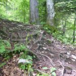 Wurzelpassage im Wald