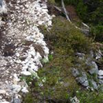 Nahaufnahme Randbereich des Trails