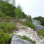 Trail im Latschenfeld