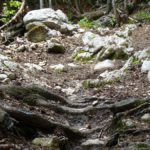 Steine und Wurzeln