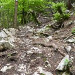 Steine und Wurzeln