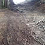 Wurzeln auf dem Downhill Bikepark Serfaus Fiss Ladis