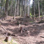 gefällte Bäume im Bikepark Wurbauerkogel