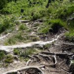 Nach der Holzbrücke gibt es noch ein paar Wurzeln