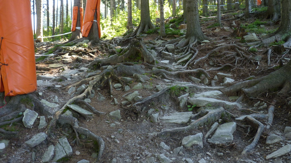 technische Stelle mit Wurzeln und Steinen am Downhill Bikepark Semmering