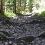 Von Wurzeln durchzogener steiniger Untergrund im Bikepark Lermoos