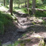 schmaler von Wurzeln durchzogener Trail Forrest One