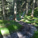 Trailabschnitt im Wald