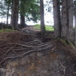 Wurzelpassage auf der Downhill Strecke