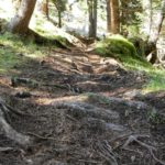 loser Waldboden mit Wurzeln am EinsEinser Trail