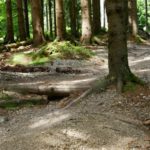 Unterer Trailabschnitt im Wald