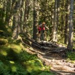 Wurzeln im Wald in Kirchberg