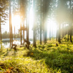 Sonnenstrahlen im Bikepark Lienz